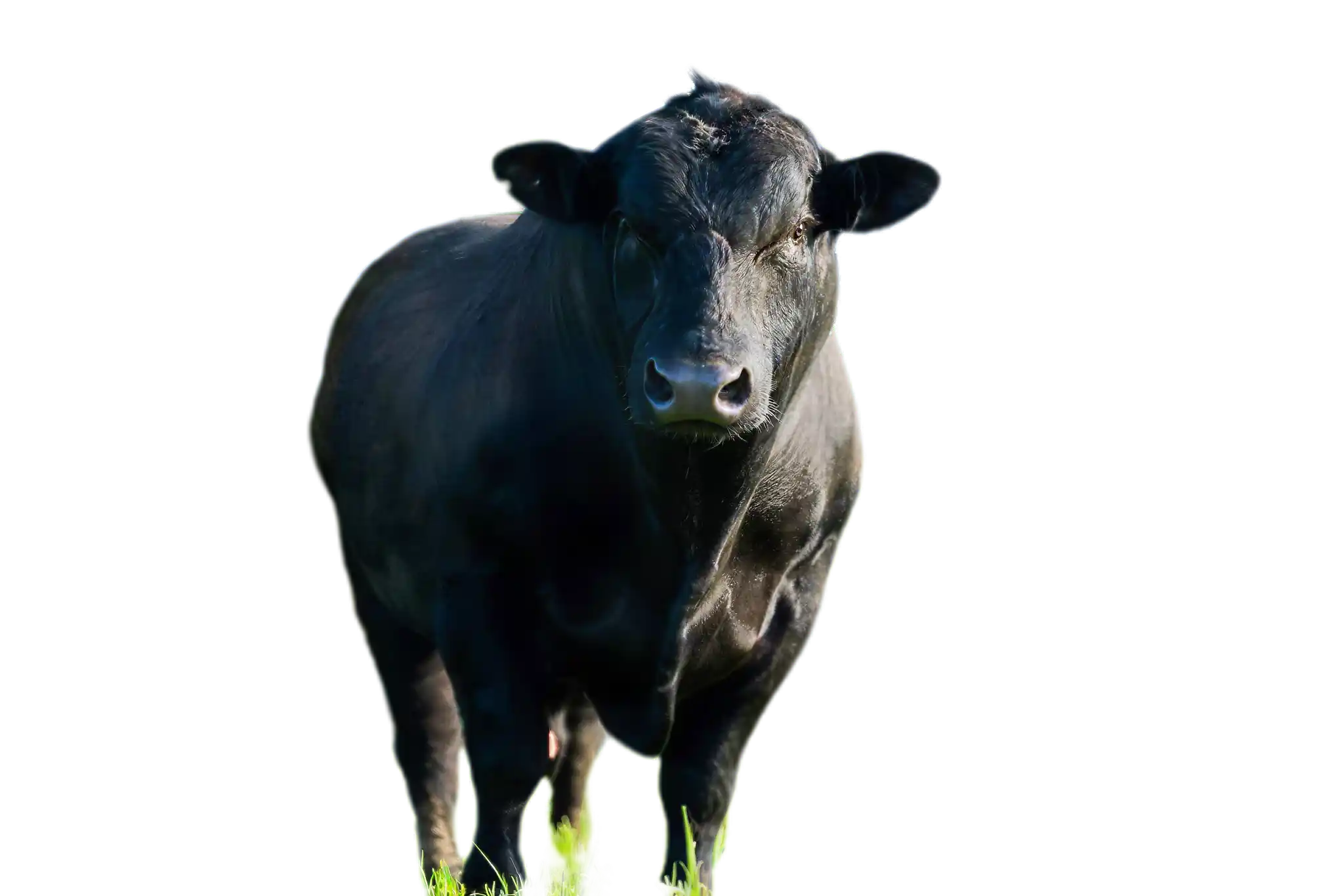 Angus Intergan Foods